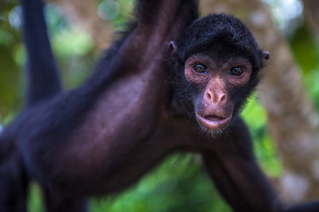 Macaco prego. Amazonas / Brasil. Foto: Fellipe Abreu / Fotoarena